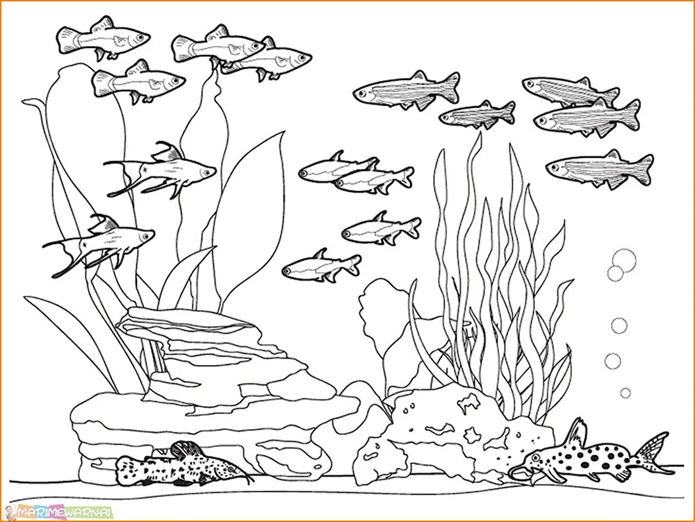 Раскраски рыбок и морских обитателей для малышей: распечатать