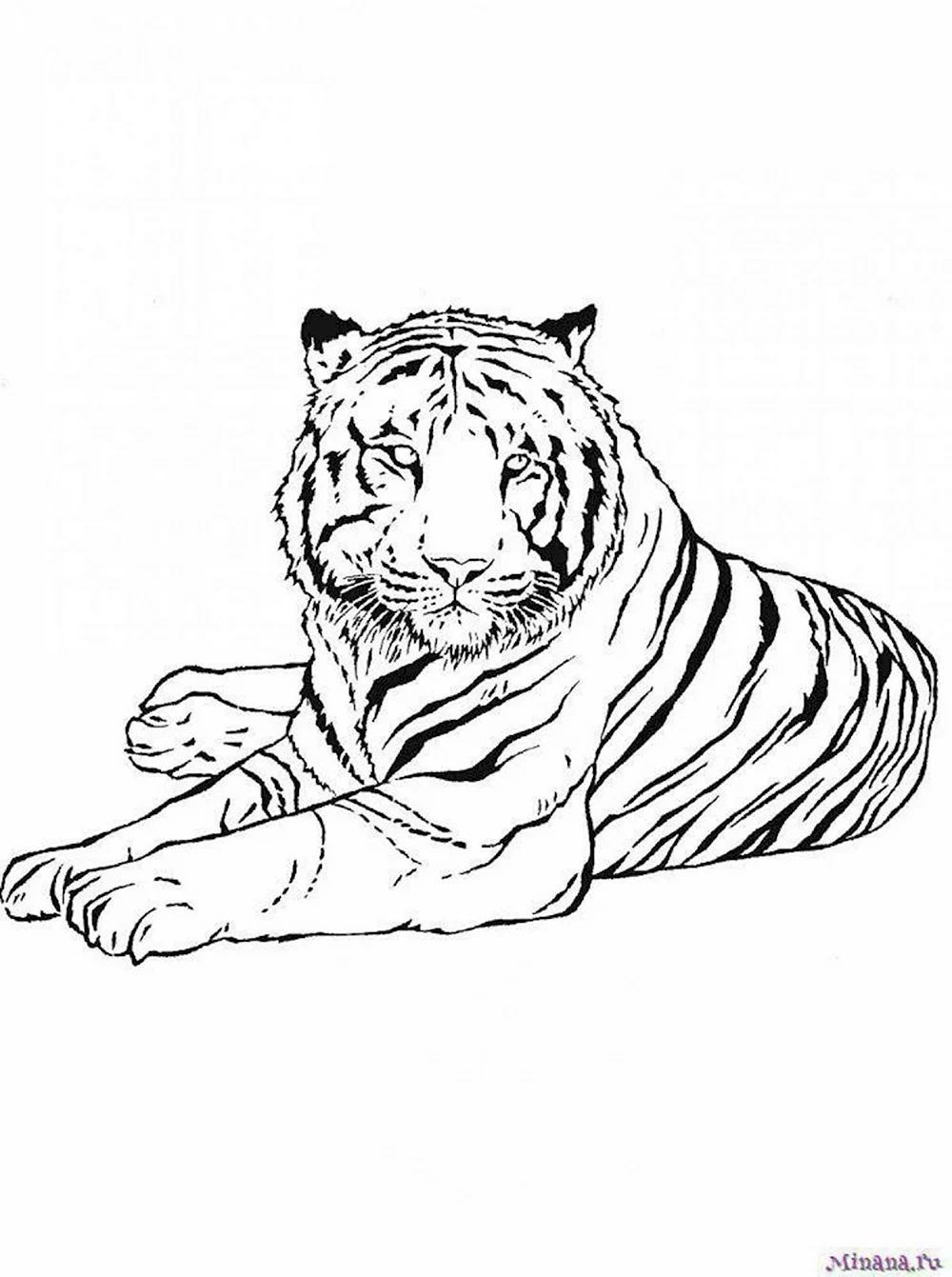 Раскраска Тигр распечатать бесплатно | Cat coloring page, Coloring pages, Colouring pages