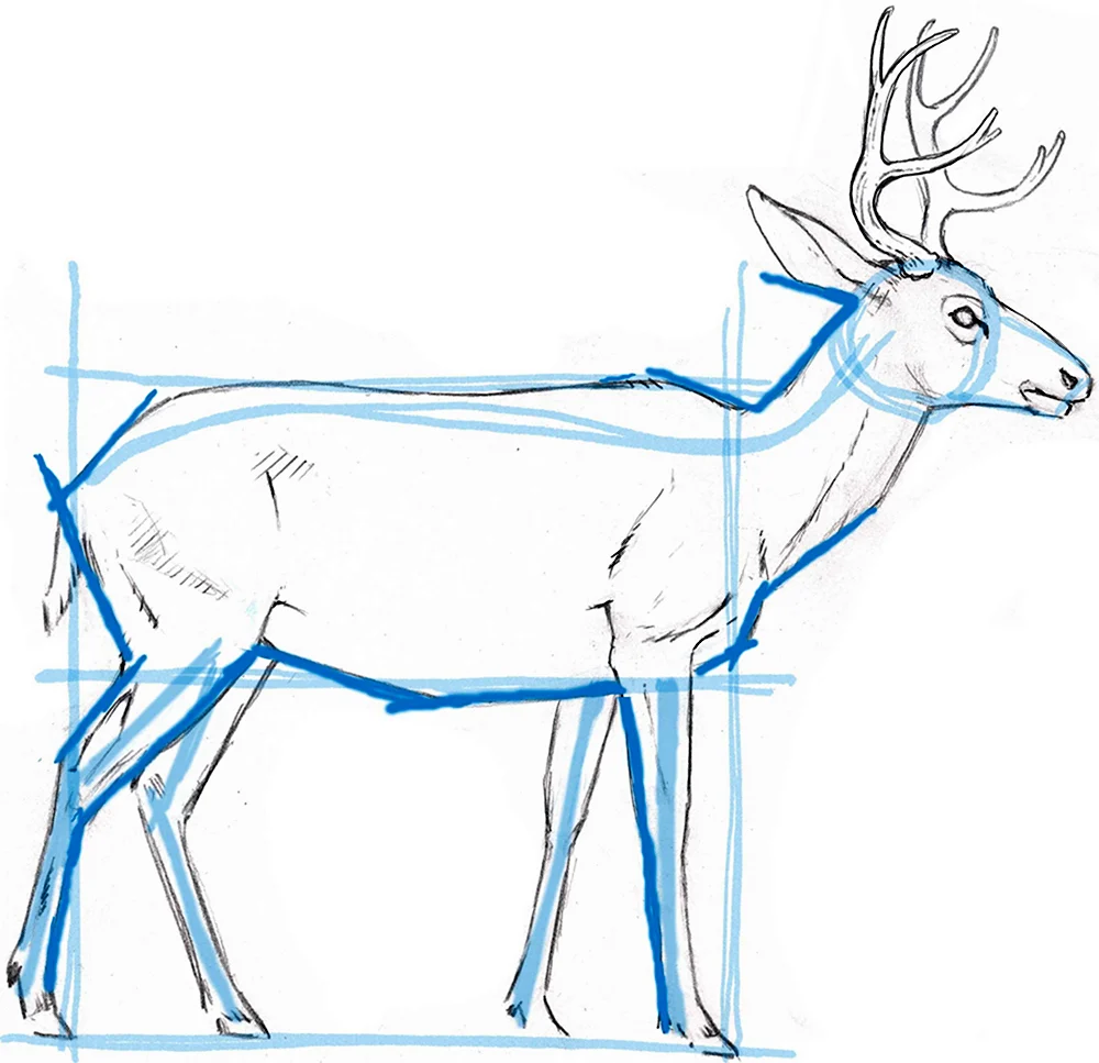 Как нарисовать оленя карандашом поэтапно ✏