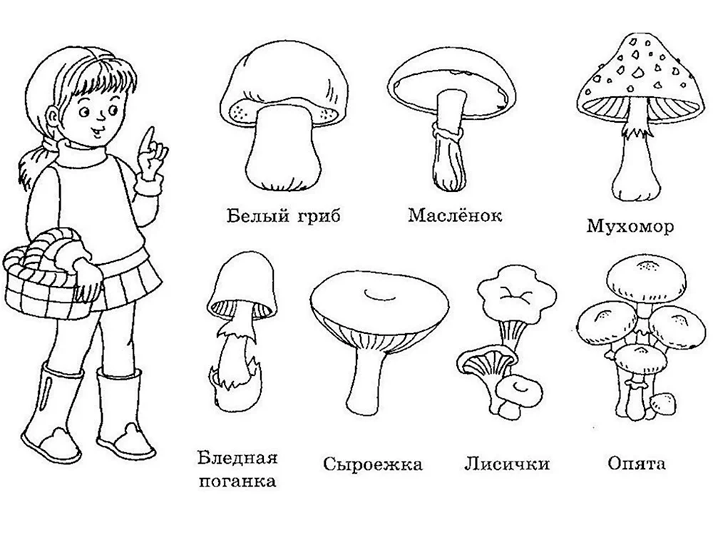 Раскраска грибы Грибочек. Съедобные грибы