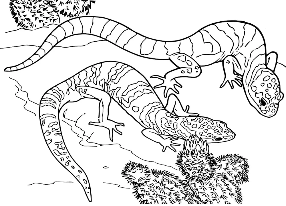 Рептилии Раскраски распечатать бесплатно.