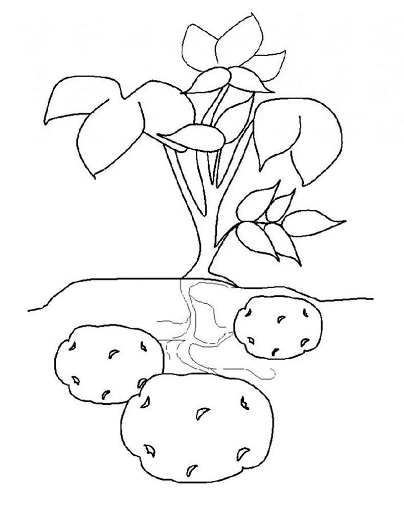 Картошка рисунок для детей - 57 фото