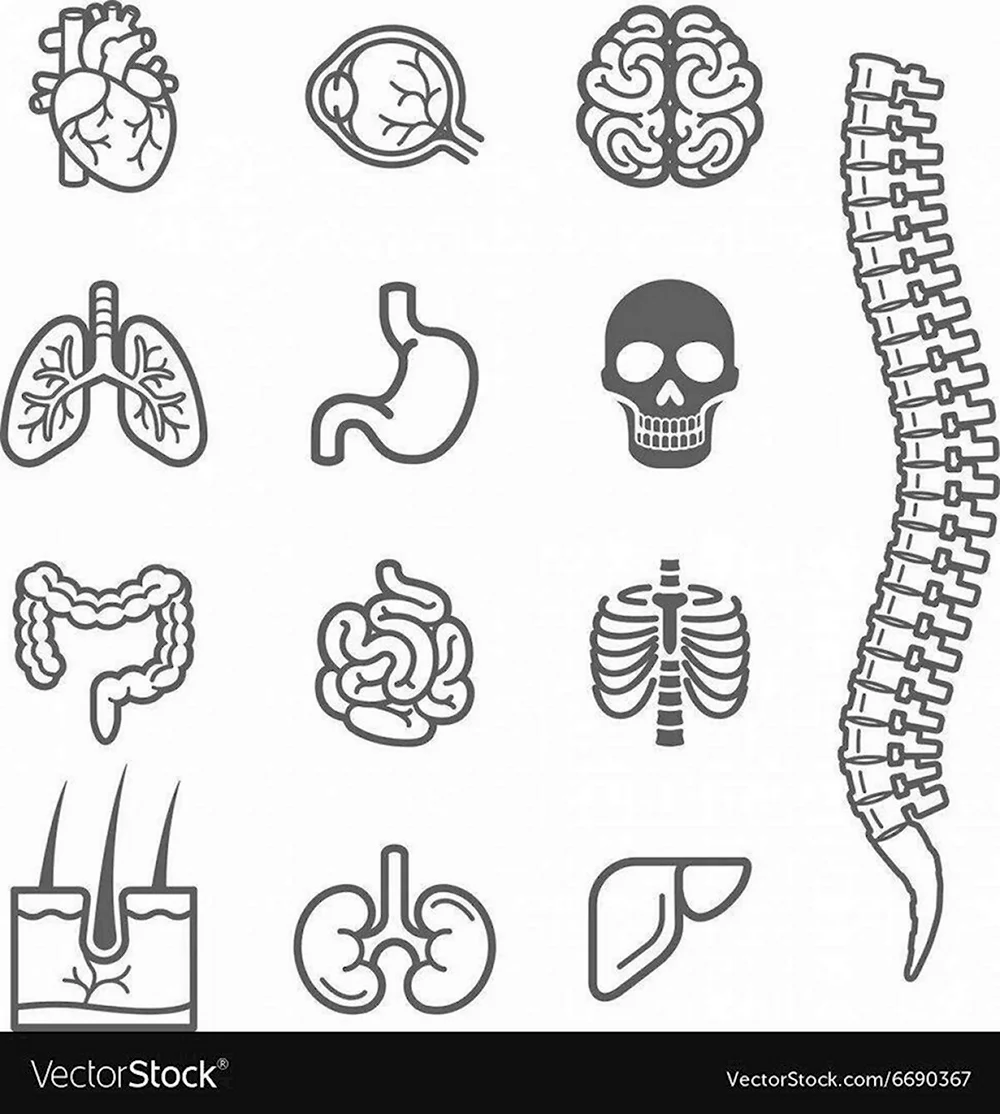 Органы человека раскраска - 73 фото