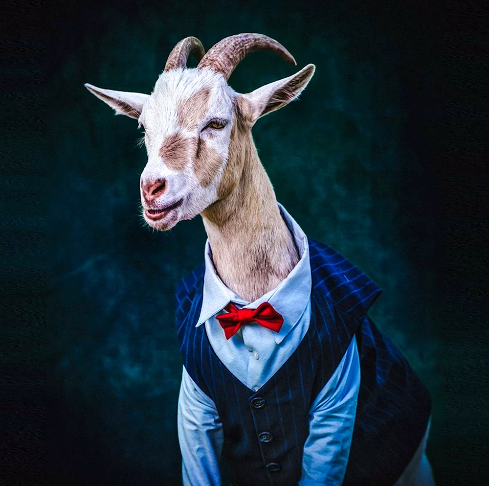 Козёл в смокинге