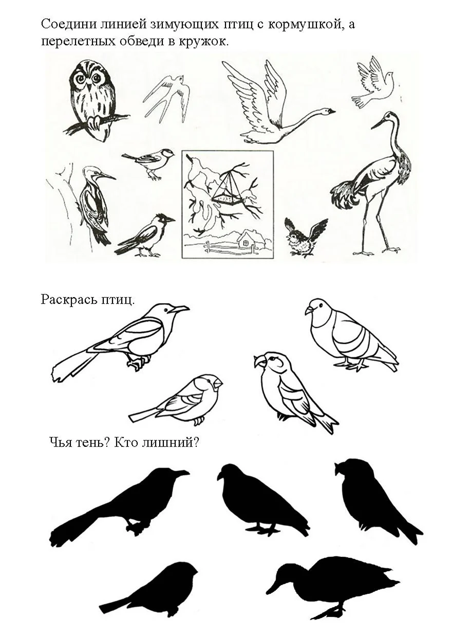 Раскраска Перелетные птицы распечатать бесплатно