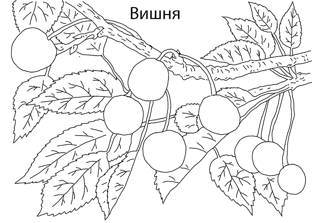 Раскраски ягоды (60+ раскрасок)