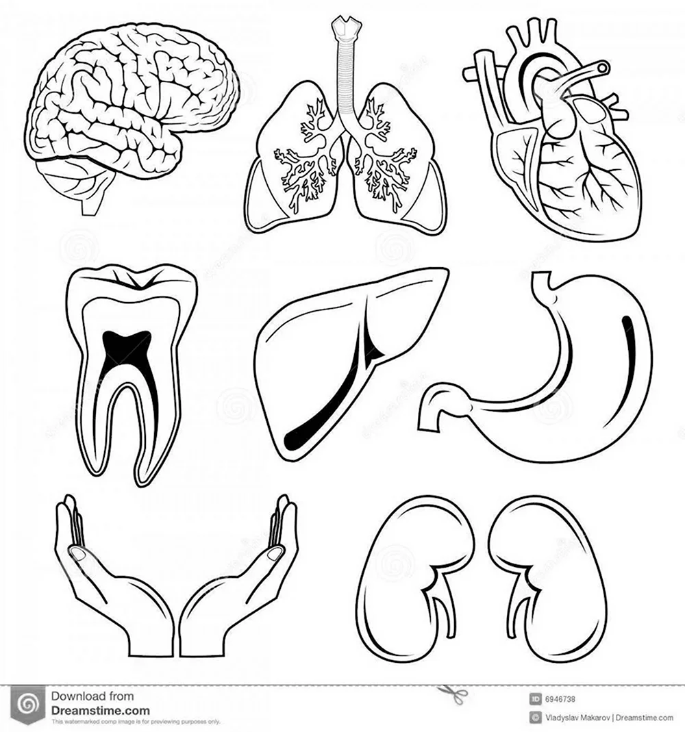 Органы человека раскраска