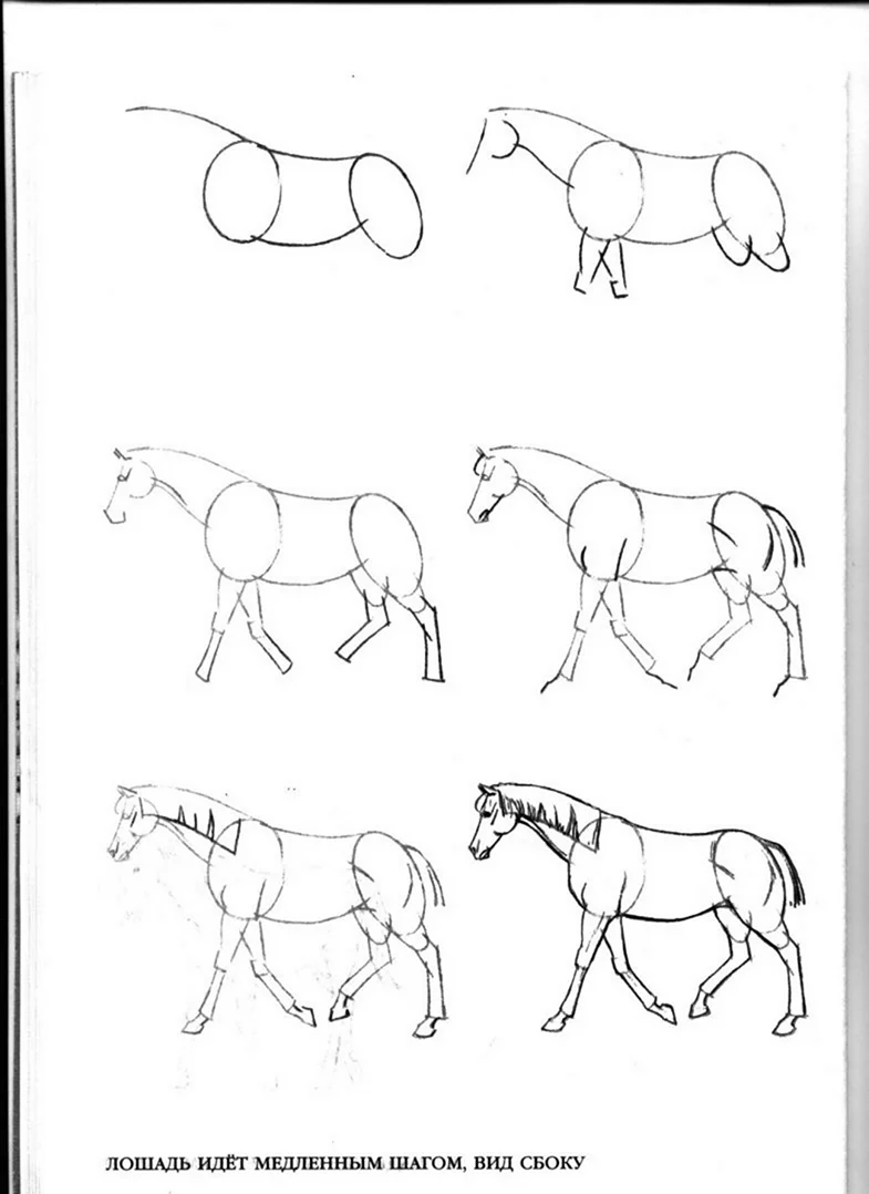 Как нарисовать лошадь | Учимся рисовать лошадь карандашом поэтапно