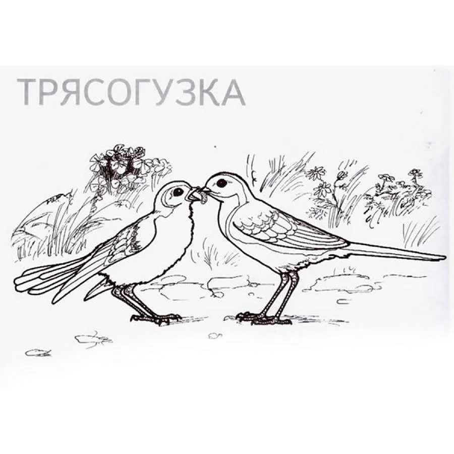 Раскраска коричневого трясогуза