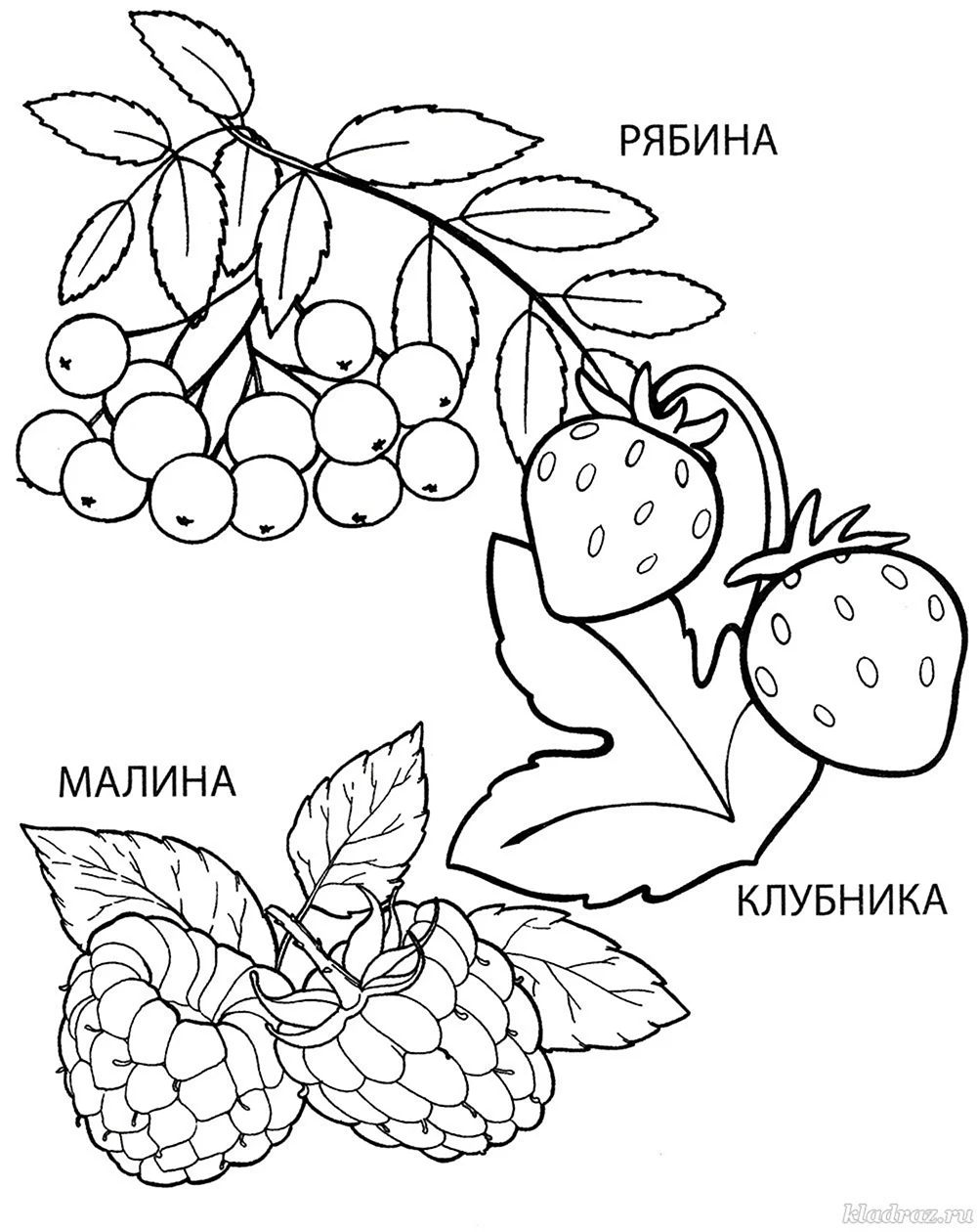 Раскраски простые фрукты и ягоды