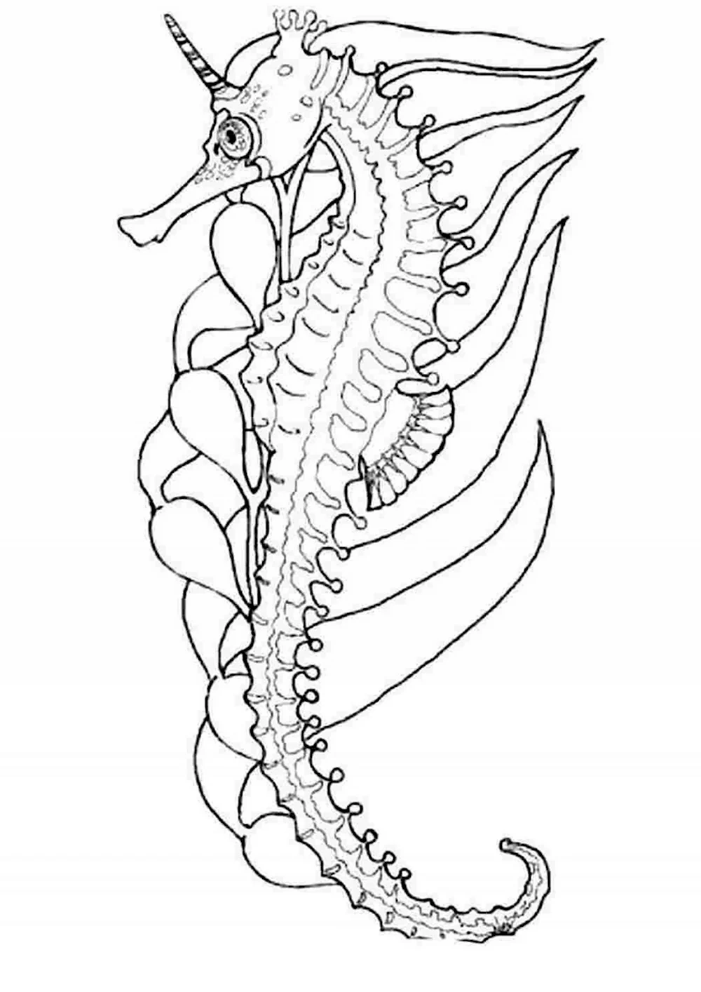 Морской конек Раскраски для мальчиков