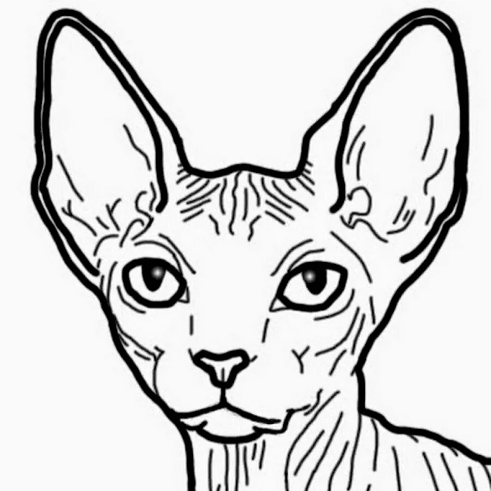 Раскраски сфинкс скачать и распечатать бесплатно | Sphynx cat tattoo, Cat sketch, Cat drawing