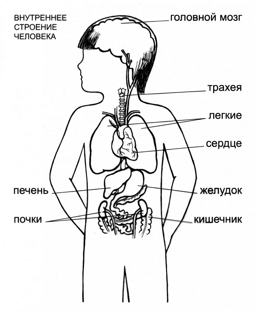 Раскраски 