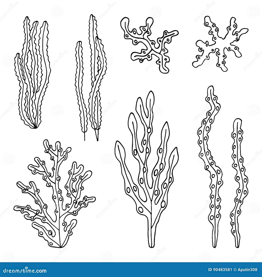 Водоросли Раскраска: векторные изображения и иллюстрации, которые можно скачать бесплатно