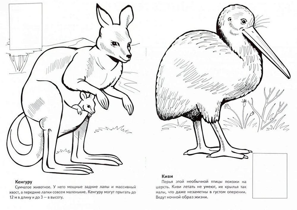 раскраски Дикие животные Австралии раскраска