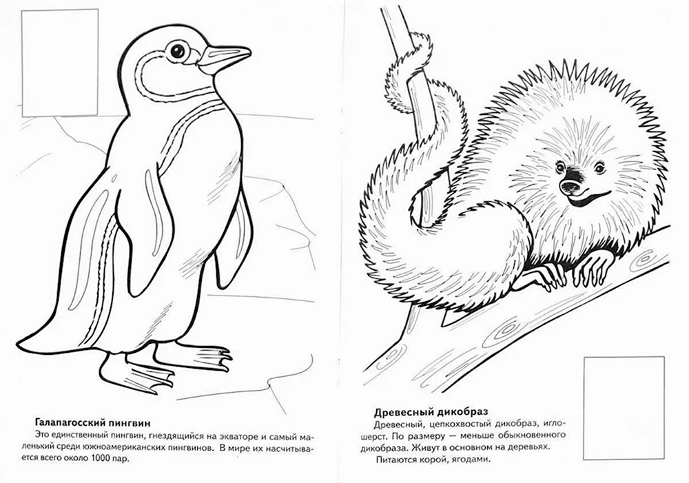 Раскраска книга . раскраска красная книга. Скачать раскраски.