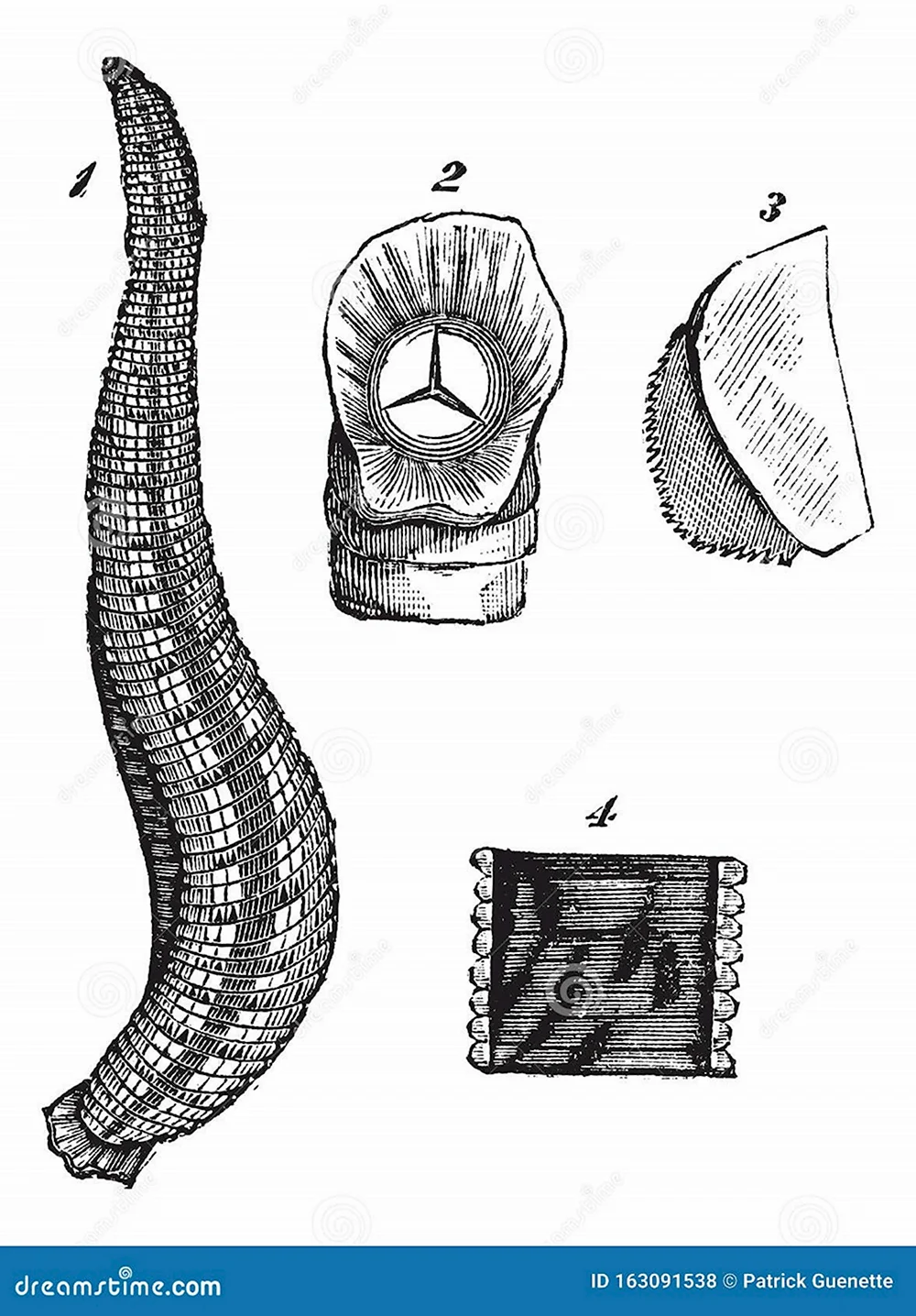 Alboglossiphonia australiensis — Википедия