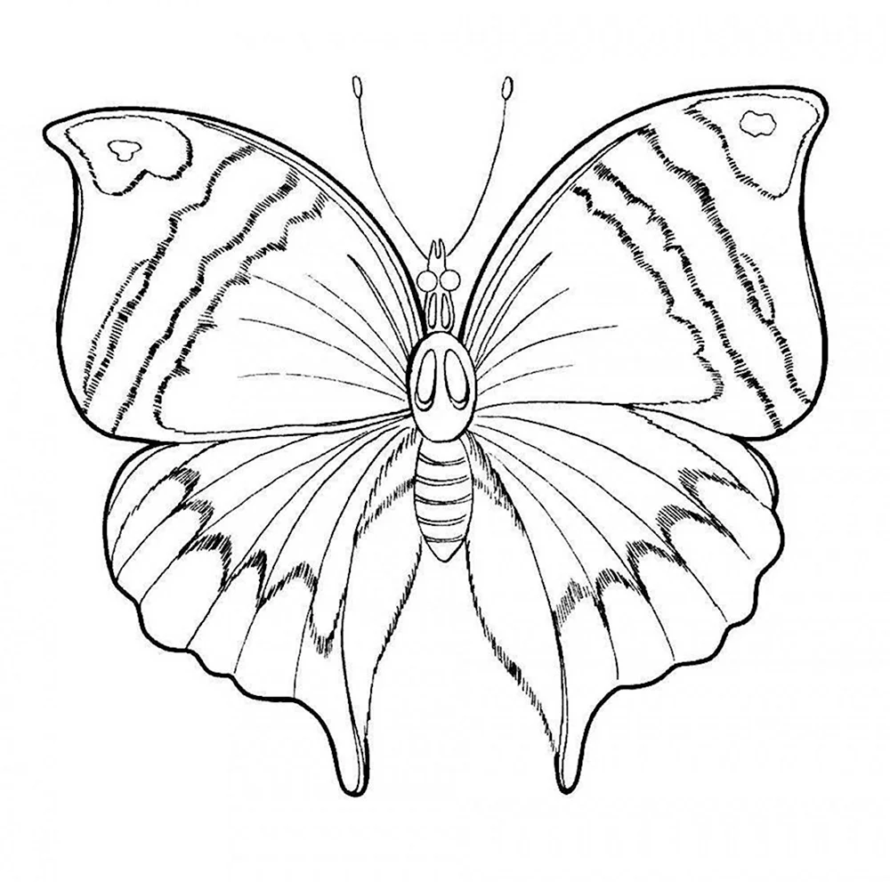 Раскраска бабочка