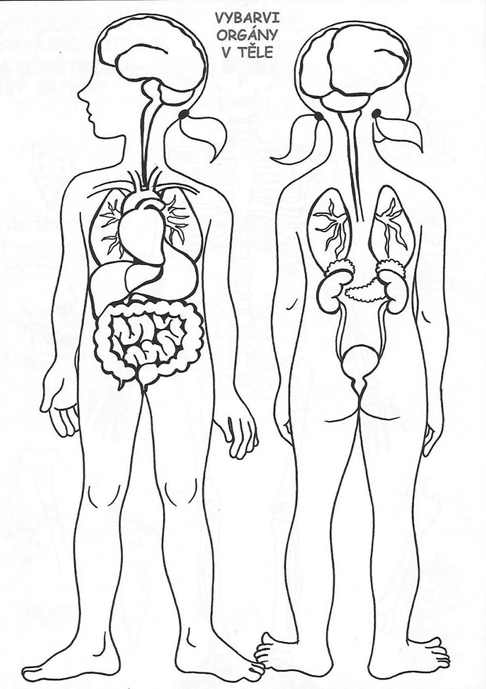Тело человека для детей раскраска