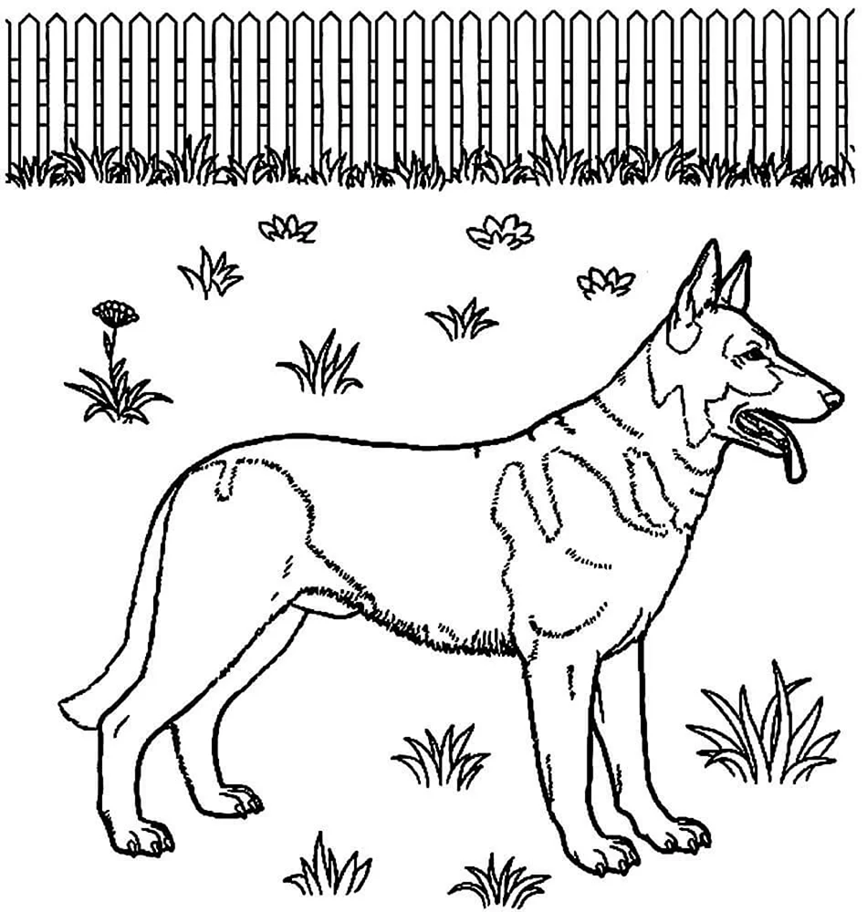 Немецкая овчарка для раскраски (51 фото)