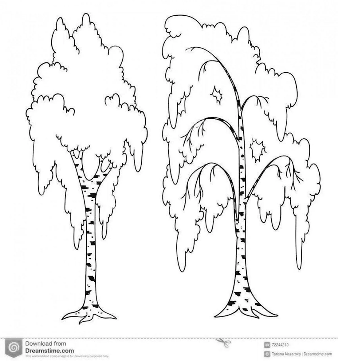 Берёза раскраска