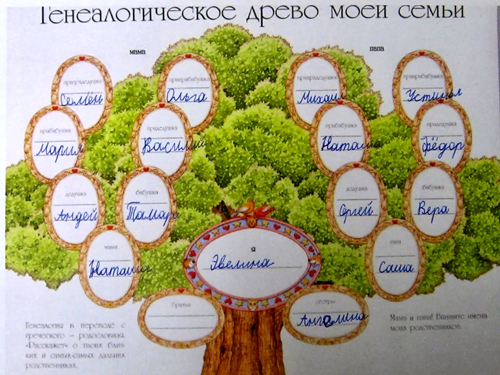 Генеалогическое древо: как составить, сколько стоит, где искать информацию для родословной