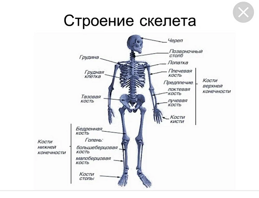 Раскраска УМка Атлас Тело человека купить по цене 48 ₽ в интернет-магазине Детский мир